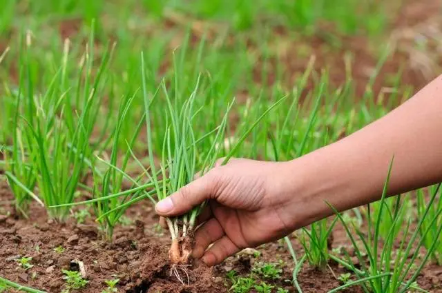 Harvesting onion sets