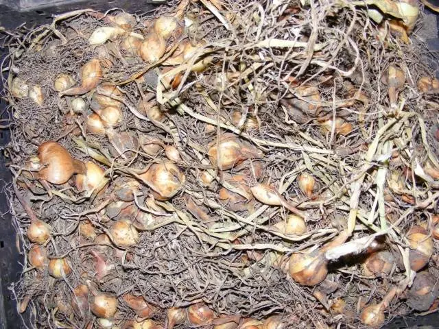 Harvesting onion sets