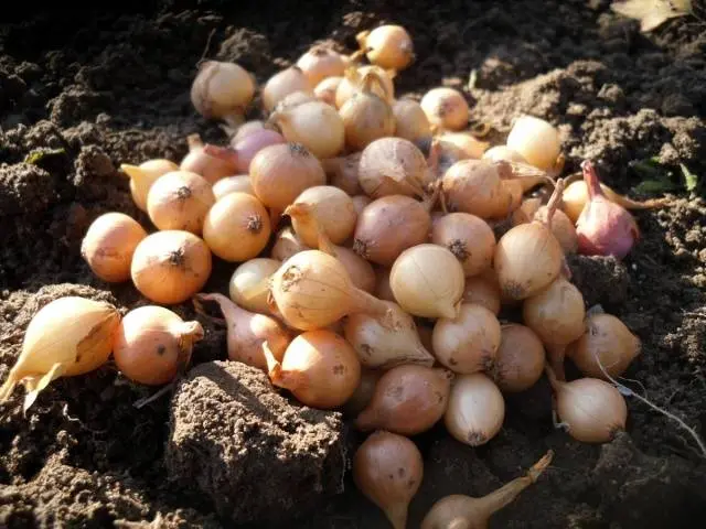 Harvesting onion sets