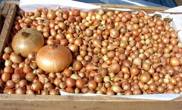 Harvesting onion sets