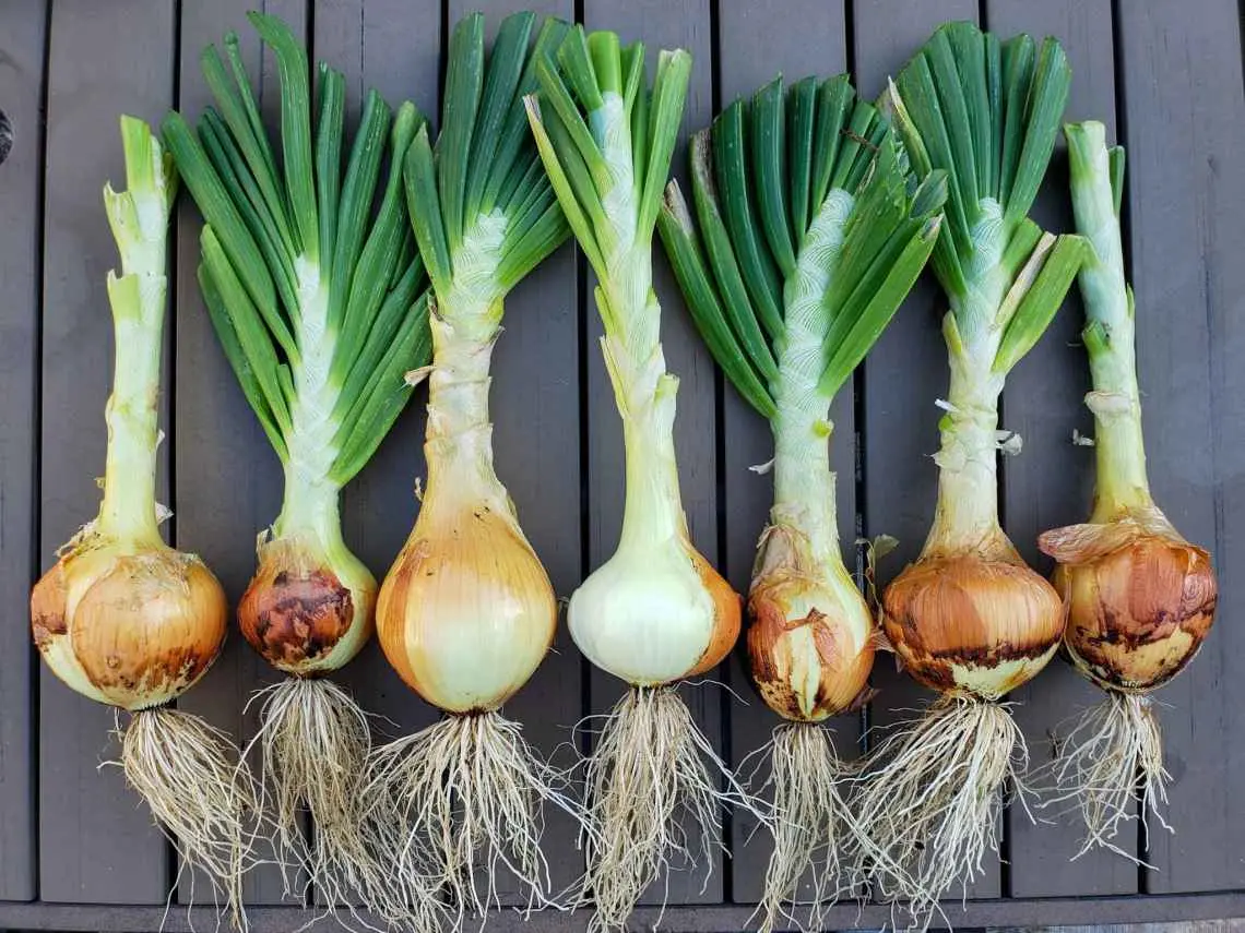 Harvesting onion sets