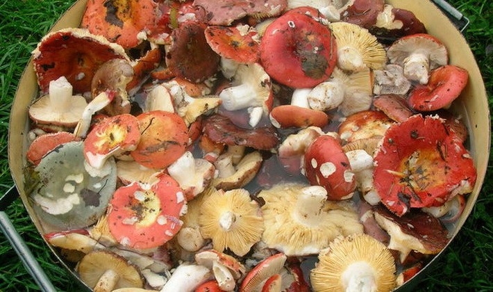 Harvesting russula for the winter: recipes for cooking mushrooms