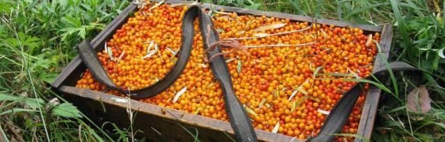 Harvesting sea buckthorn: devices, video