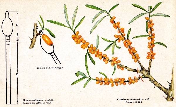 Harvesting sea buckthorn: devices, video