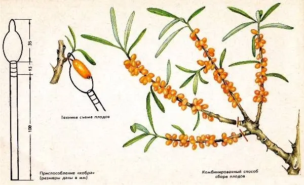 Harvesting sea buckthorn: devices, video