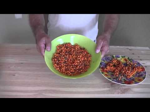 Harvesting sea buckthorn: devices, video