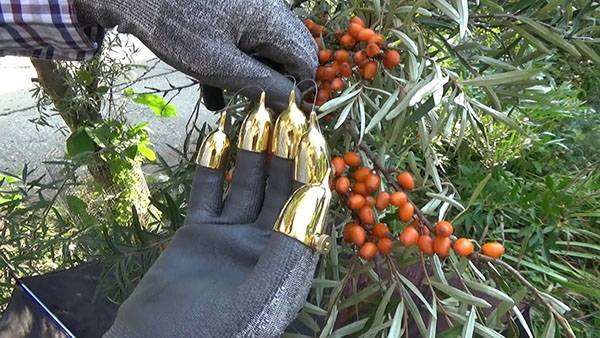 Harvesting sea buckthorn: devices, video