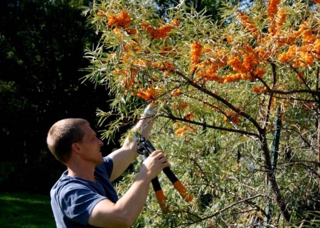 Harvesting sea buckthorn: devices, video