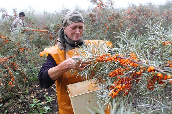 Harvesting sea buckthorn: devices, video