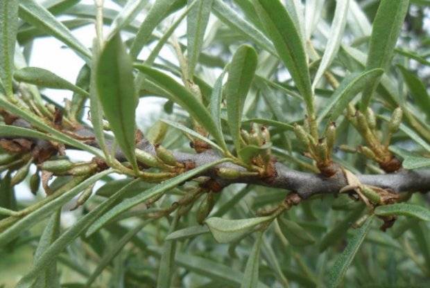 Harvesting sea buckthorn: devices, video