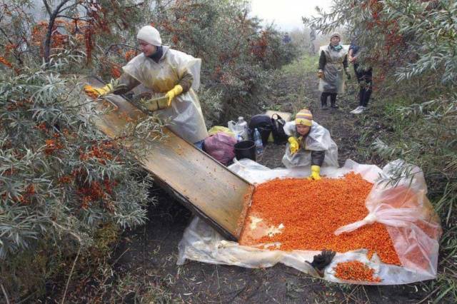 Harvesting sea buckthorn: devices, video