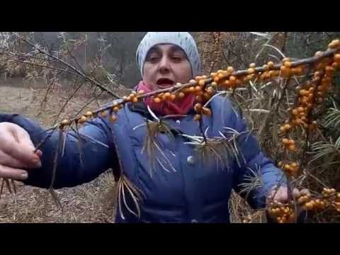 Harvesting sea buckthorn: devices, video