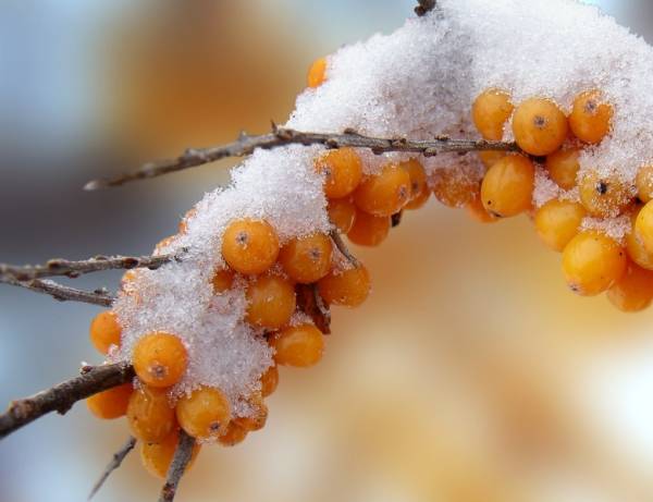 Harvesting sea buckthorn: devices, video