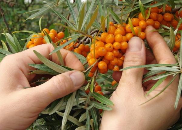 Harvesting sea buckthorn: devices, video