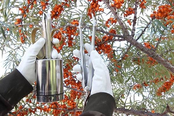 Harvesting sea buckthorn: devices, video