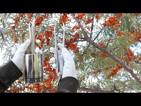 Harvesting sea buckthorn: devices, video