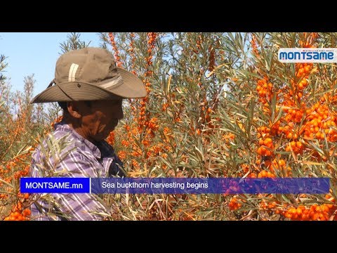 Harvesting sea buckthorn: devices, video