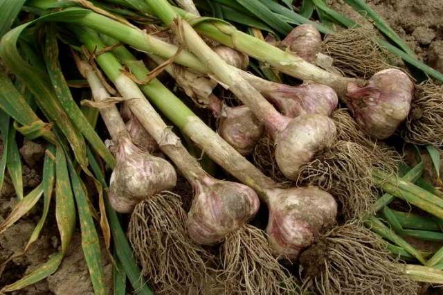 Harvesting spring garlic