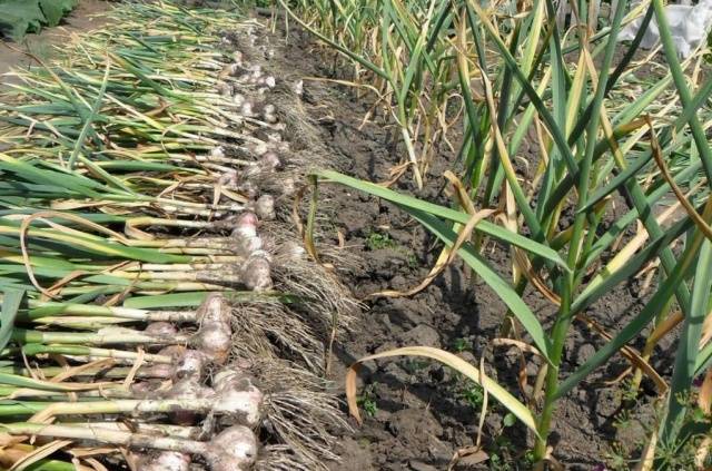 Harvesting spring garlic