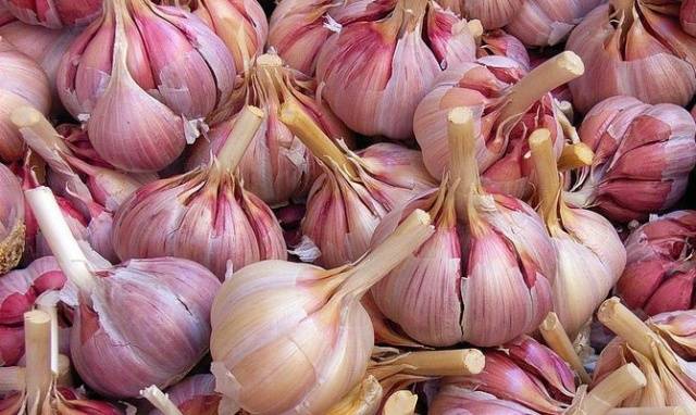 Harvesting spring garlic