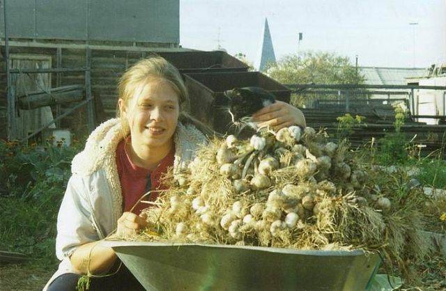 Harvesting spring garlic