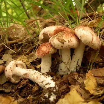 Hat mushrooms with a displaced or missing stem