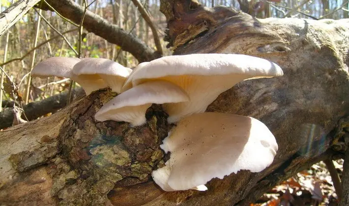 Hat mushrooms with a displaced or missing stem