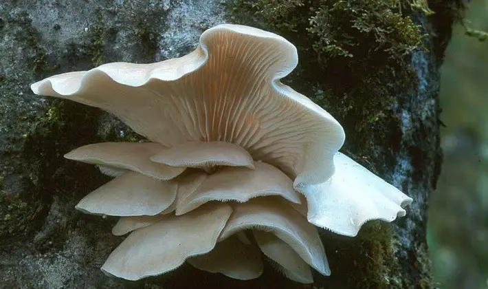 Hat mushrooms with a displaced or missing stem