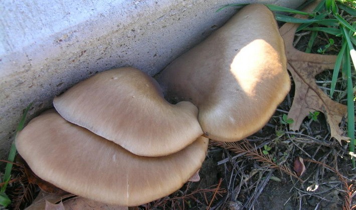 Hat mushrooms with a displaced or missing stem