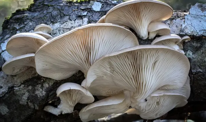 Hat mushrooms with a displaced or missing stem