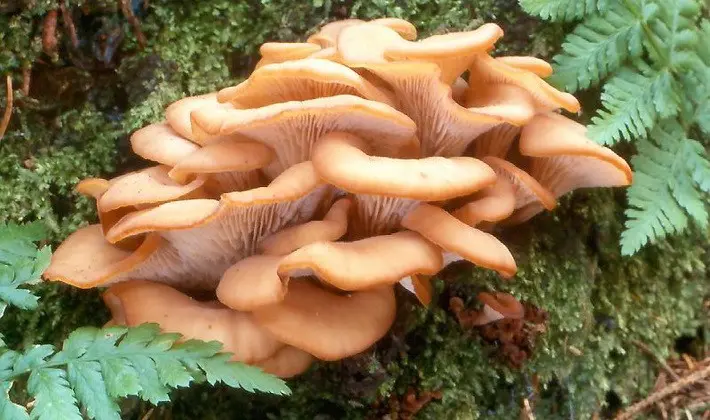 Hat mushrooms with a displaced or missing stem