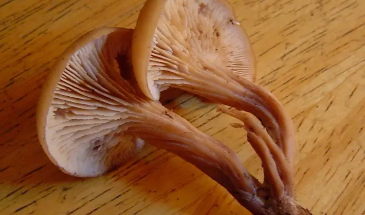 Hat mushrooms with a displaced or missing stem