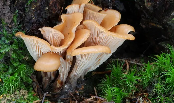 Hat mushrooms with a displaced or missing stem