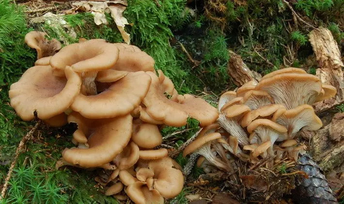 Hat mushrooms with a displaced or missing stem