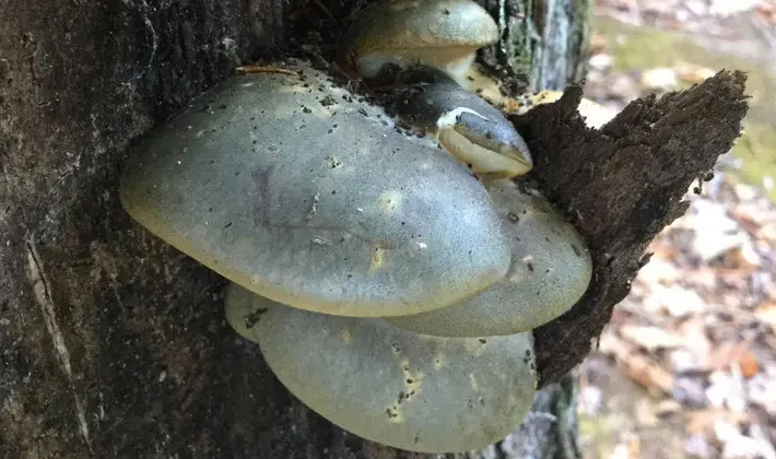 Hat mushrooms with a displaced or missing stem