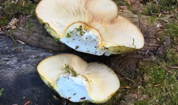 Hat mushrooms with a displaced or missing stem