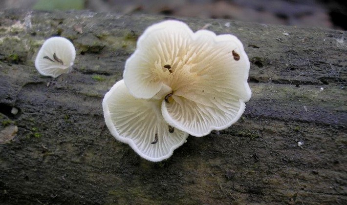 Hat mushrooms with a displaced or missing stem