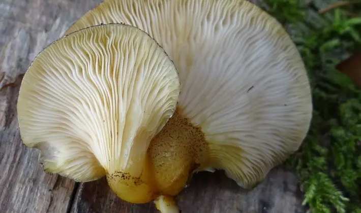 Hat mushrooms with a displaced or missing stem