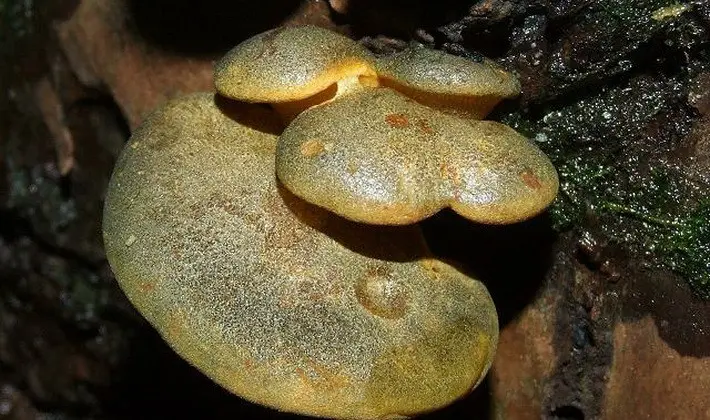 Hat mushrooms with a displaced or missing stem