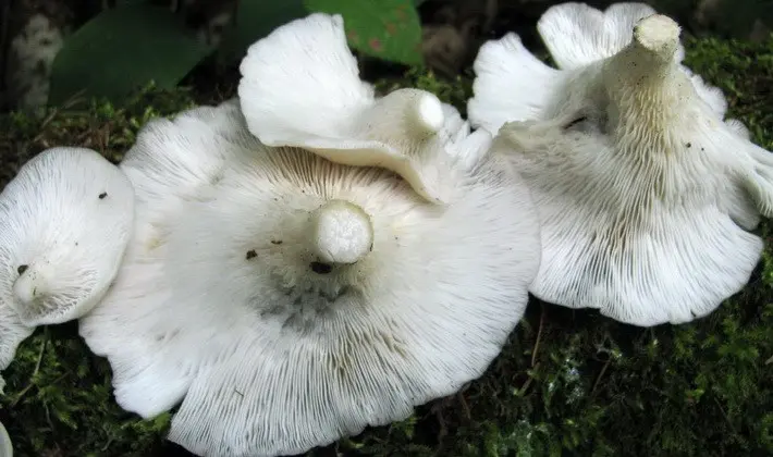 Hat mushrooms with a displaced or missing stem