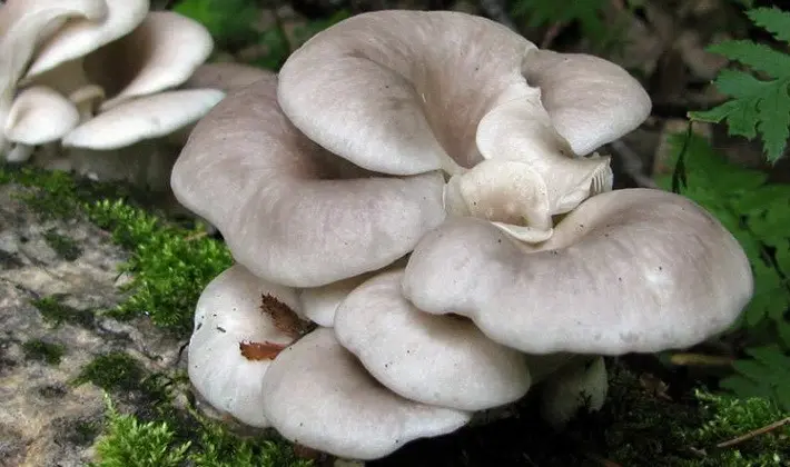 Hat mushrooms with a displaced or missing stem