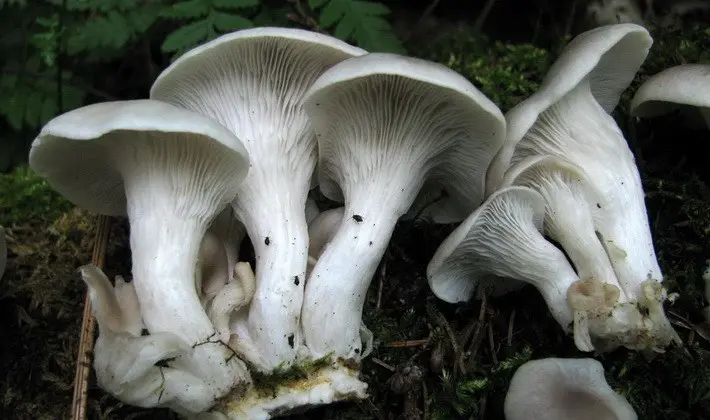 Hat mushrooms with a displaced or missing stem