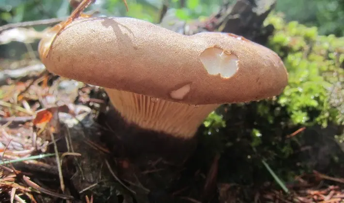 Hat mushrooms with a displaced or missing stem