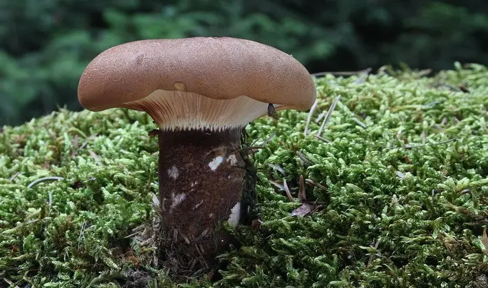 Hat mushrooms with a displaced or missing stem