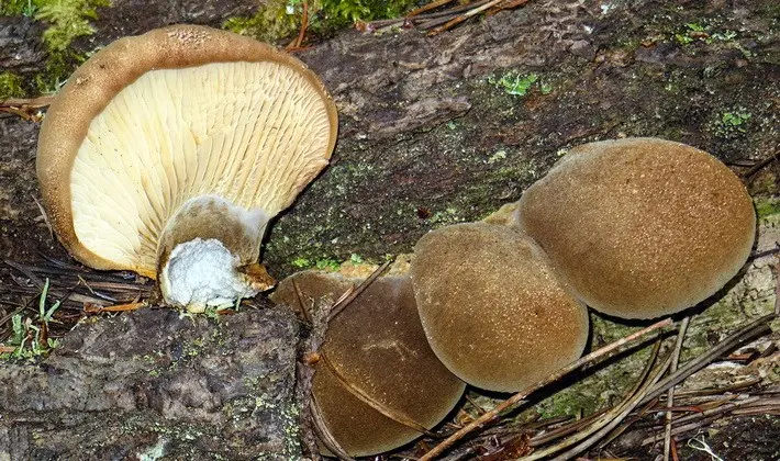 Hat mushrooms with a displaced or missing stem