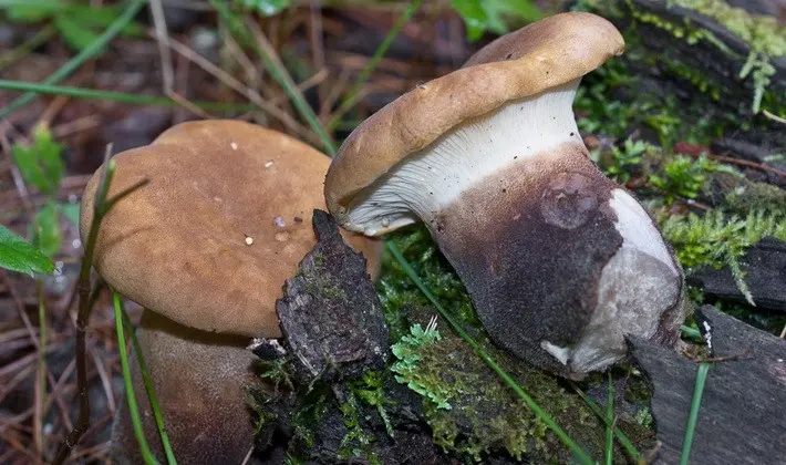 Hat mushrooms with a displaced or missing stem