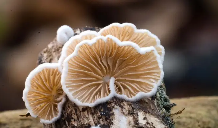 Hat mushrooms with a displaced or missing stem