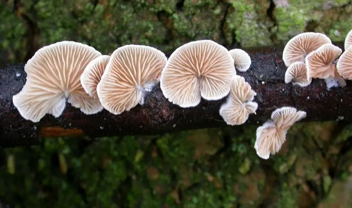 Hat mushrooms with a displaced or missing stem