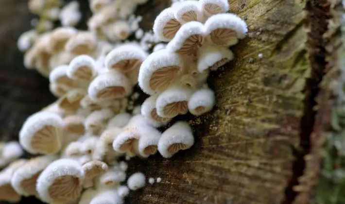 Hat mushrooms with a displaced or missing stem