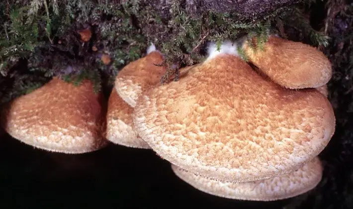 Hat mushrooms with a displaced or missing stem